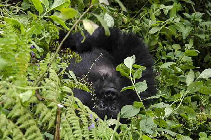 28 - Gorila joven - selva de Virunga - parque nacional de los volcanes - Ruanda
